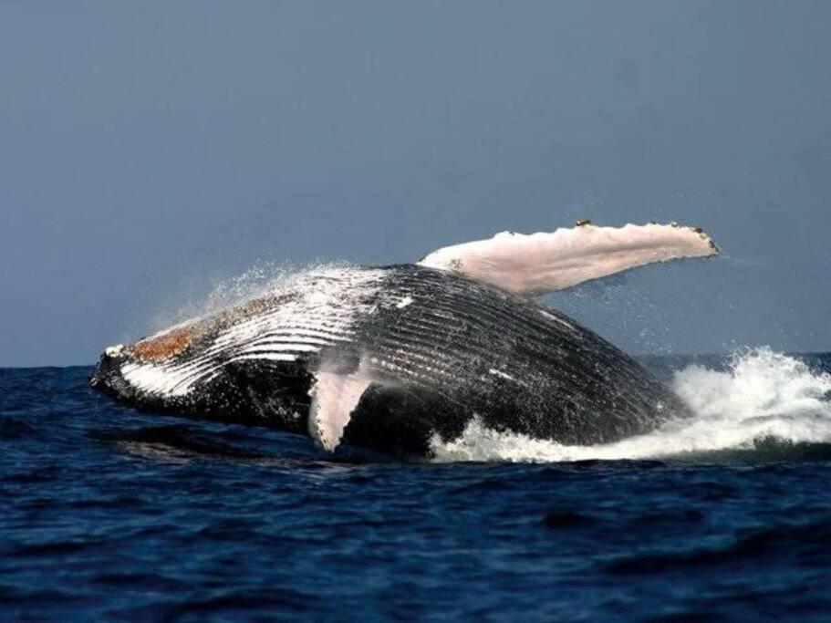 Whales & Waves Villa Hermanus Luaran gambar